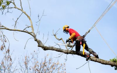 Ensuring Tree Longevity with Specialized Tree Trimming in Fleming Island, FL for Vibrant Landscapes